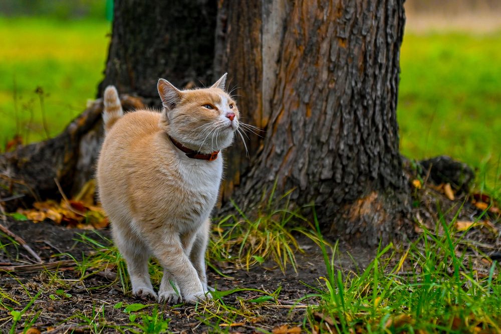 Случайная встреча...