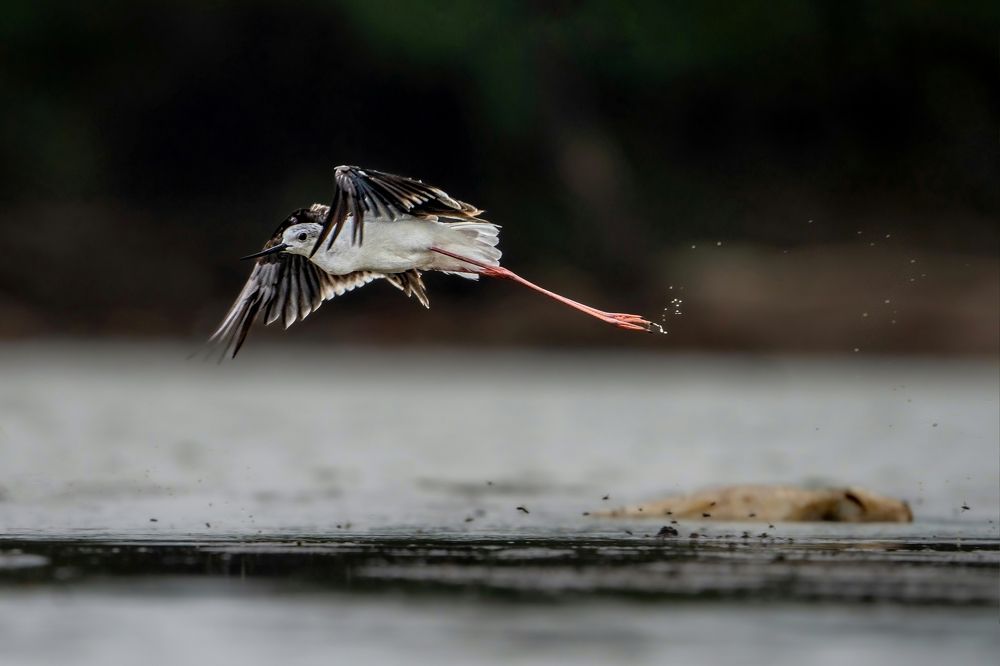 Photograph by mahadevan Arige