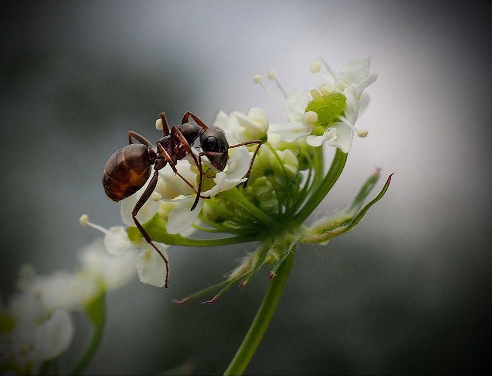 Муравьишка