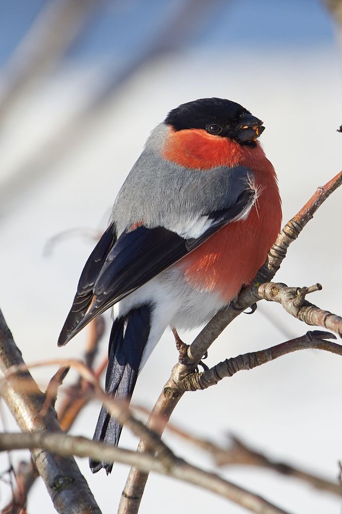Photograph by Алексей Енин (AlEn)