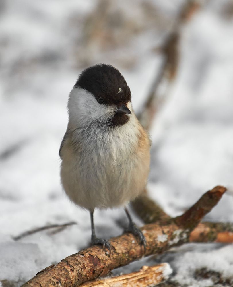 Photograph by Алексей Енин (AlEn)