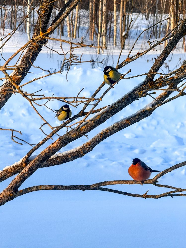 Photograph by Татьяна Зенина