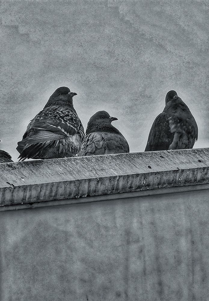 Фотография автора Максим Светличный