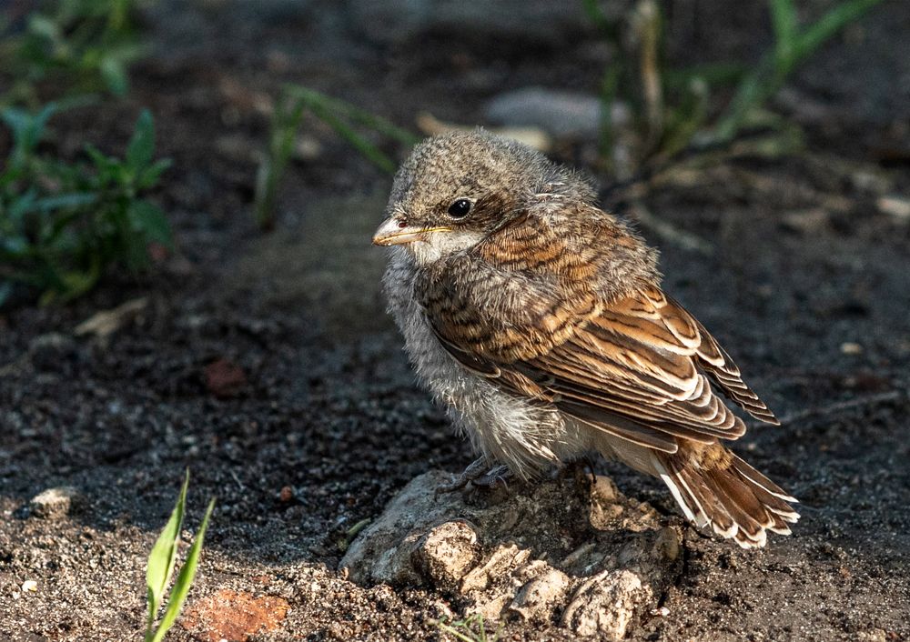 Photograph by Сергей Степанов