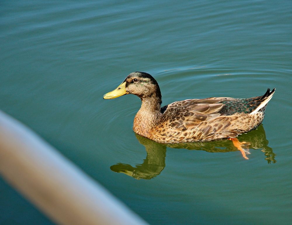 Фотография автора Сергей Тимофеев