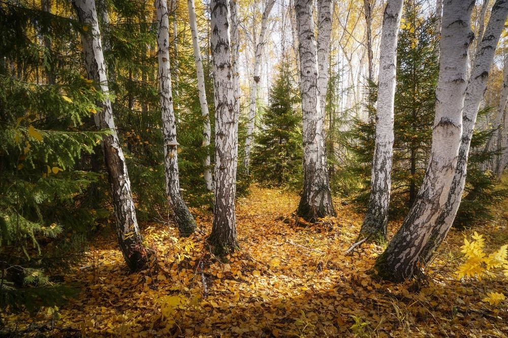Фотография автора Татьяна Добровольская