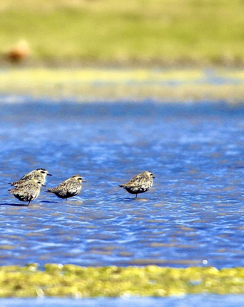 Photograph by Batsaikhan Badamdorj