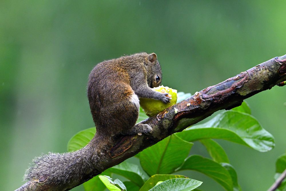 Photograph by SRIMANTA RAY