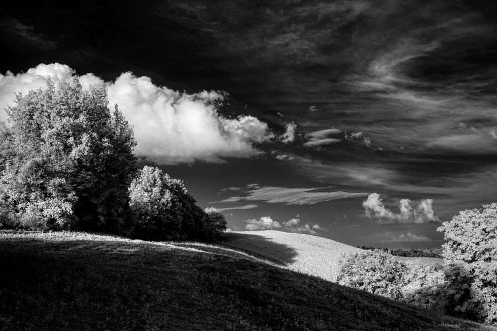 Summer in Black and White