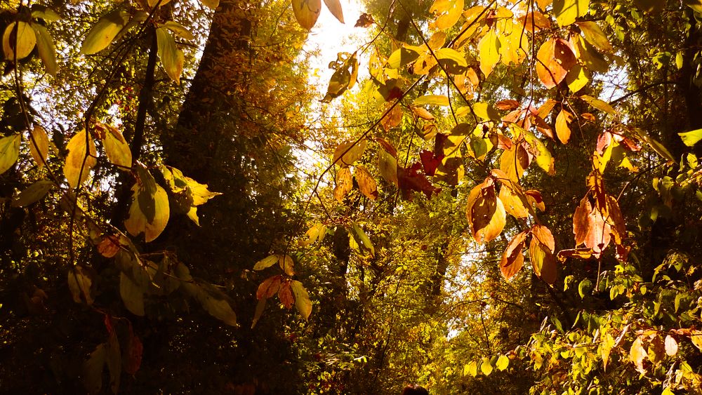 Photo #11153099