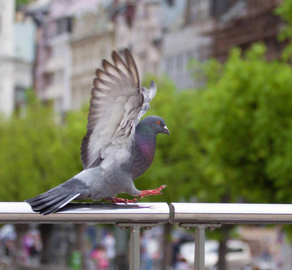 Фотография автора Александер Метт