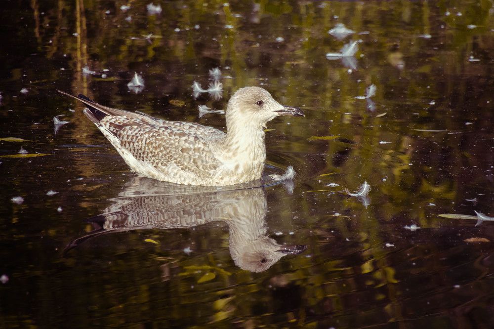 Photograph by Наталья Веряскина
