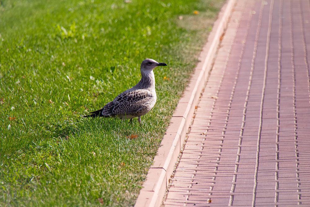 Photograph by Наталья Веряскина