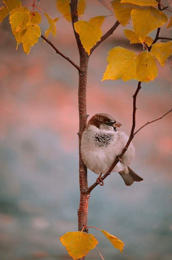 Photograph by Соколова Елена