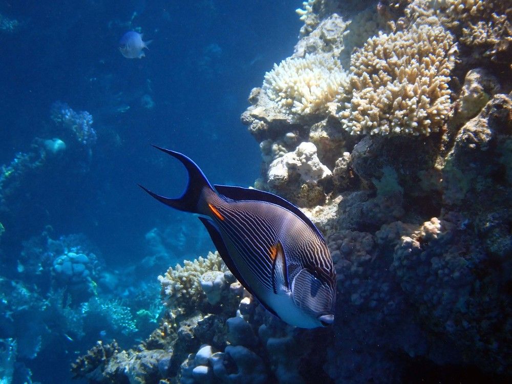 Photograph by Игорь Пшеничников