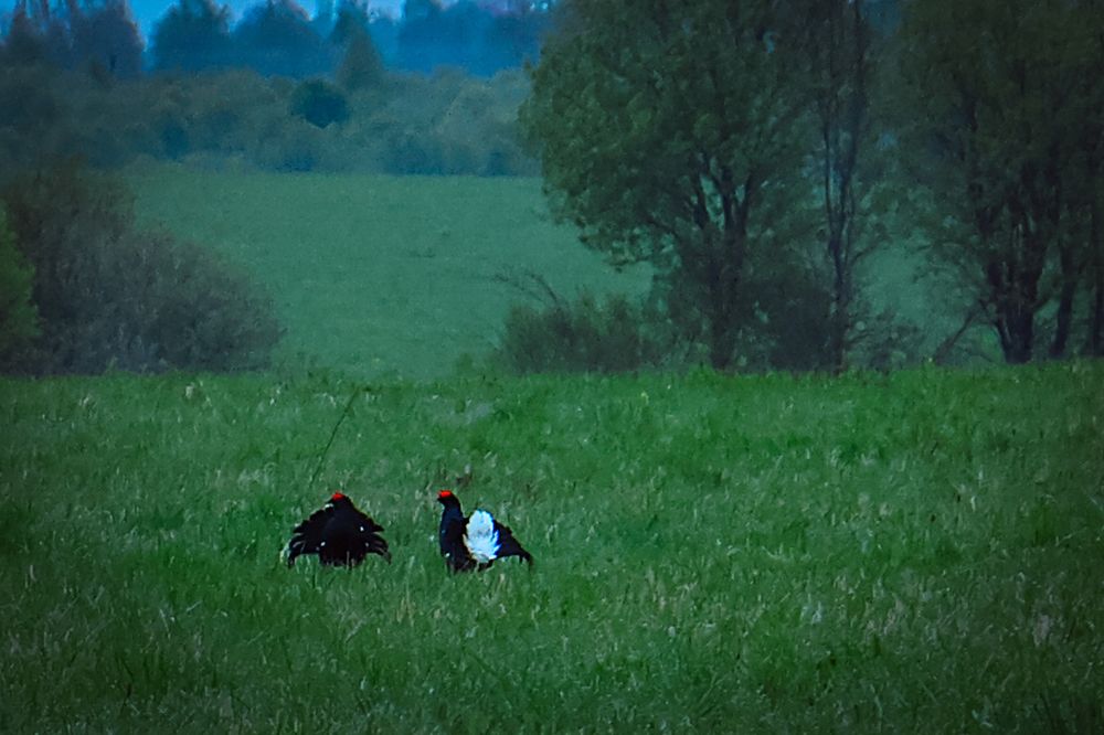 Photograph by Сергей Тельнюк