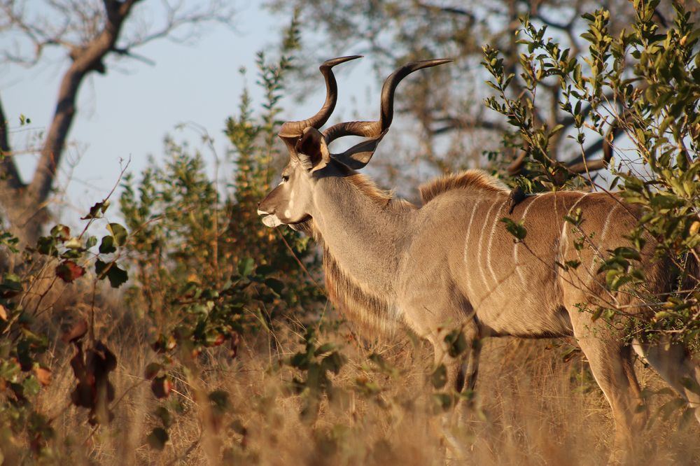 Photo #11153319