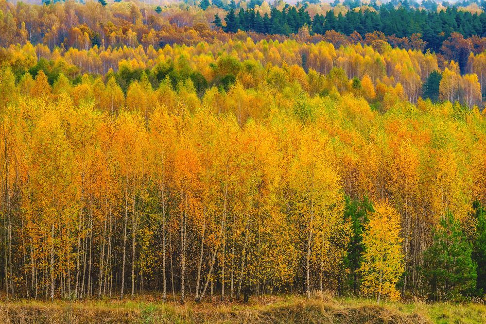 Photograph by Эдуард Шадров