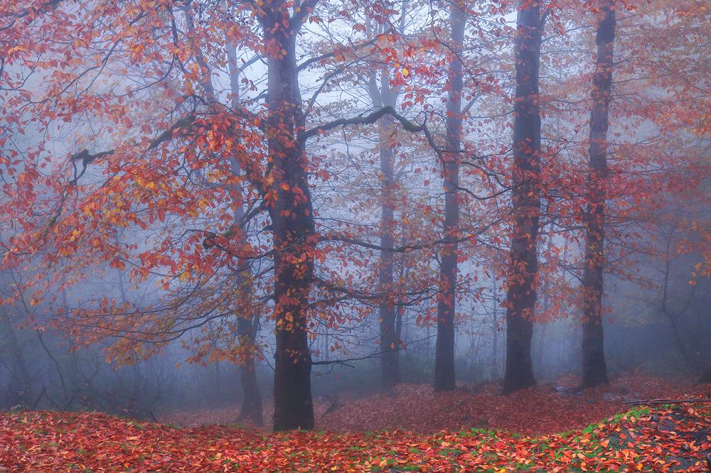 Photograph by Zahra jouri