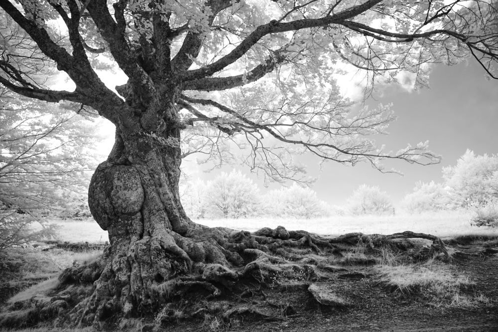 Photograph by Cristian Bertolini