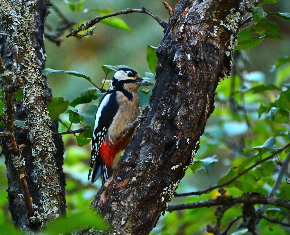 Дятел пестрый