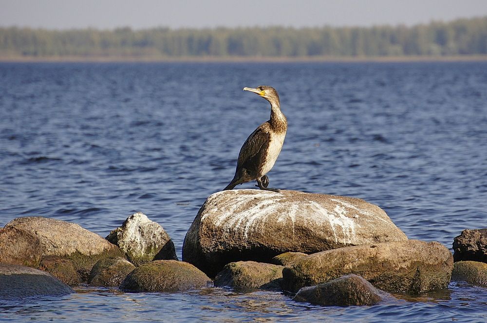 Большой баклан на оз.Селигер.