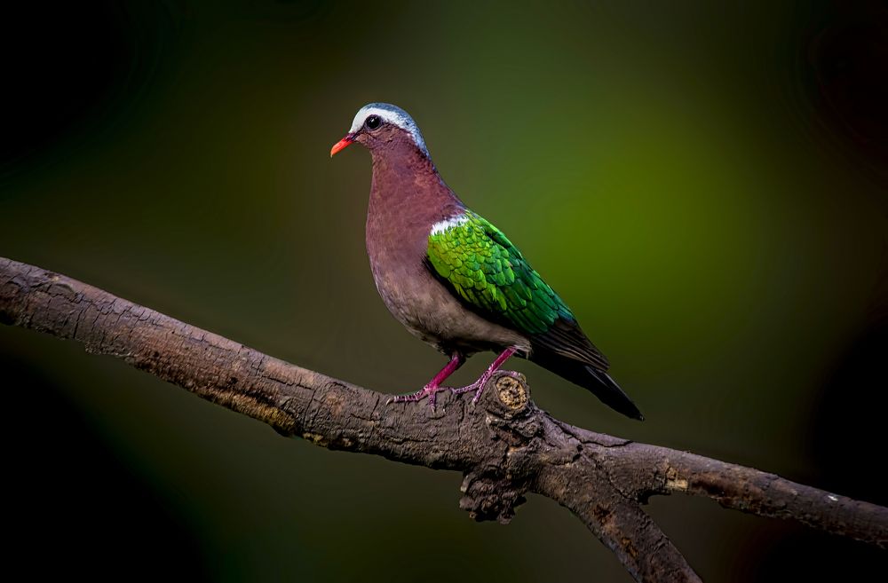 Photograph by Zayed Sanim