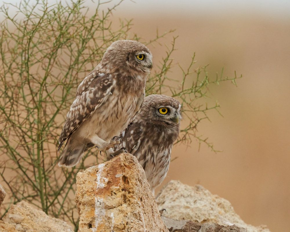 Photograph by Victor Krachkovsky