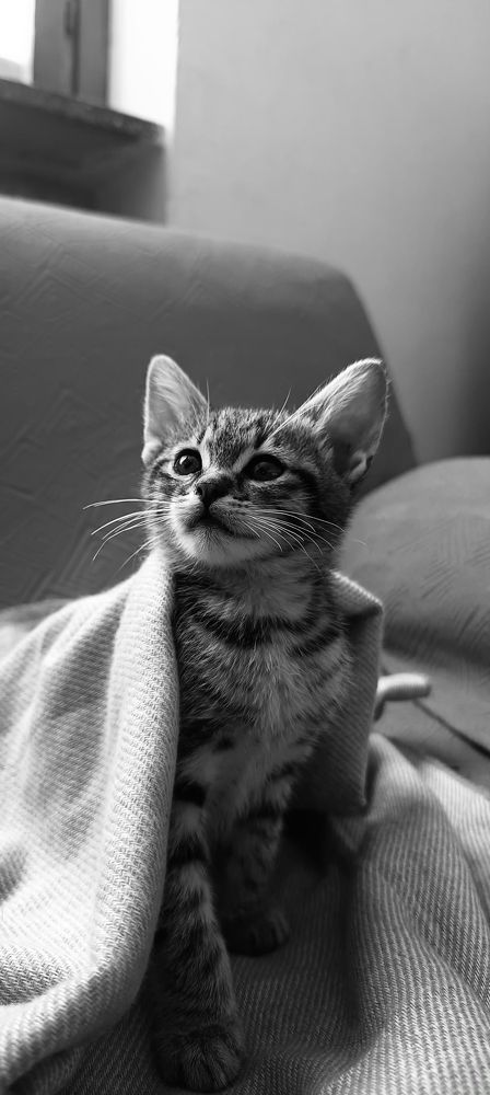 Kitty whit hers blanket