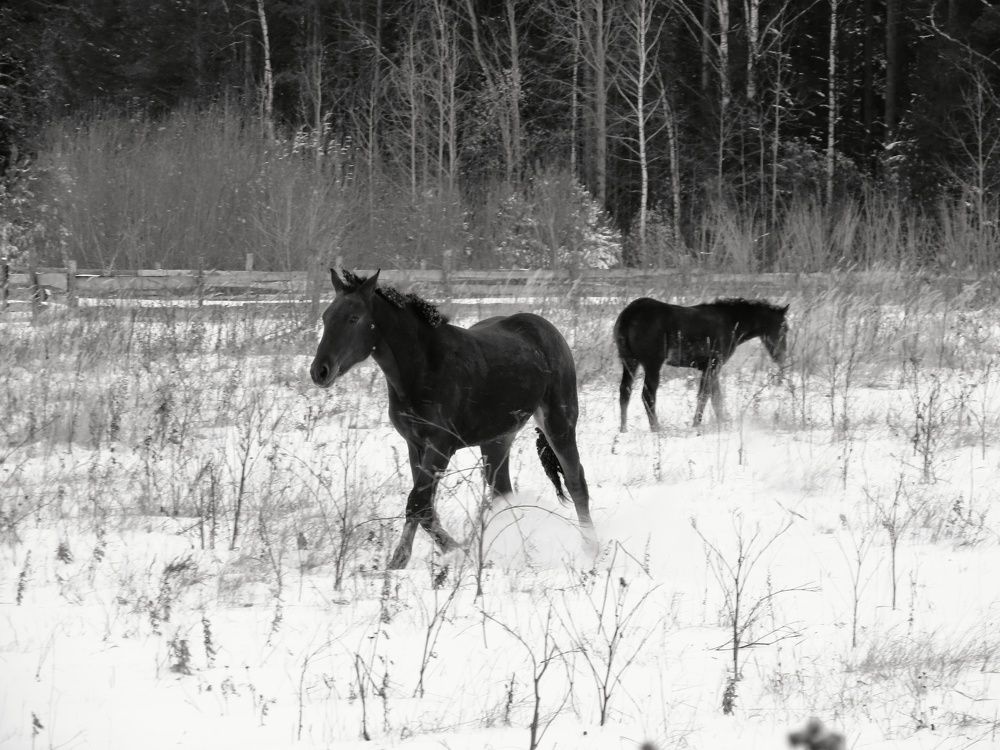 Лошадки на снегу