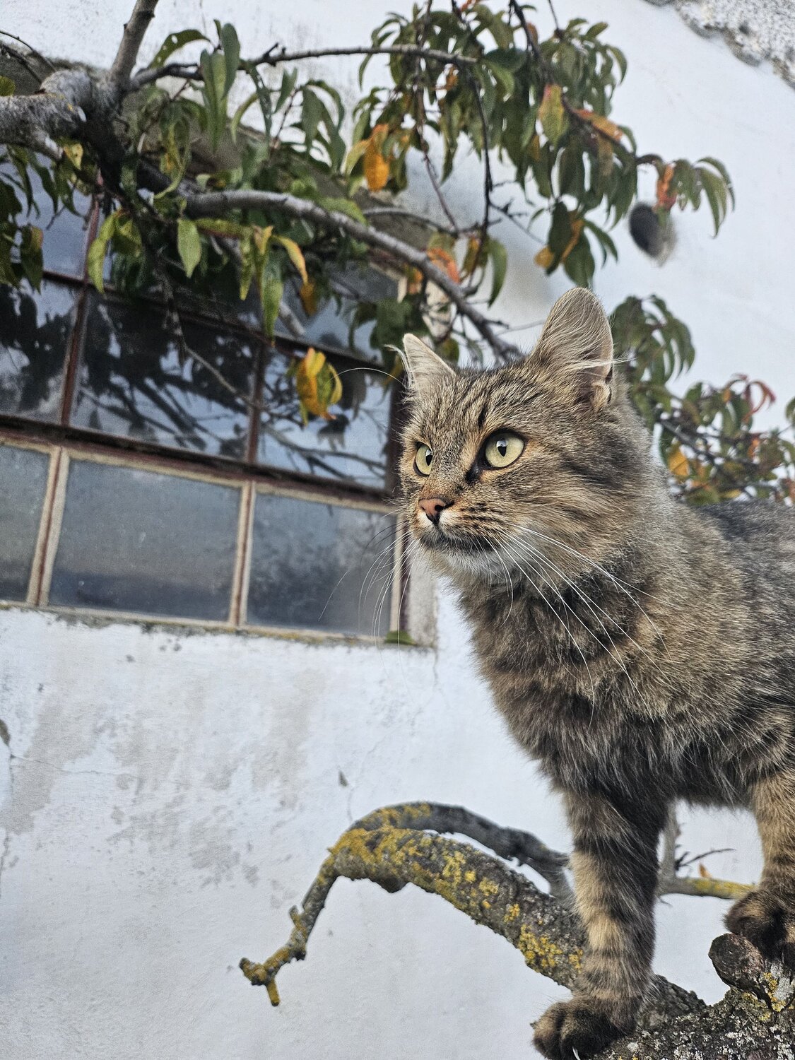 Photo #11153603
