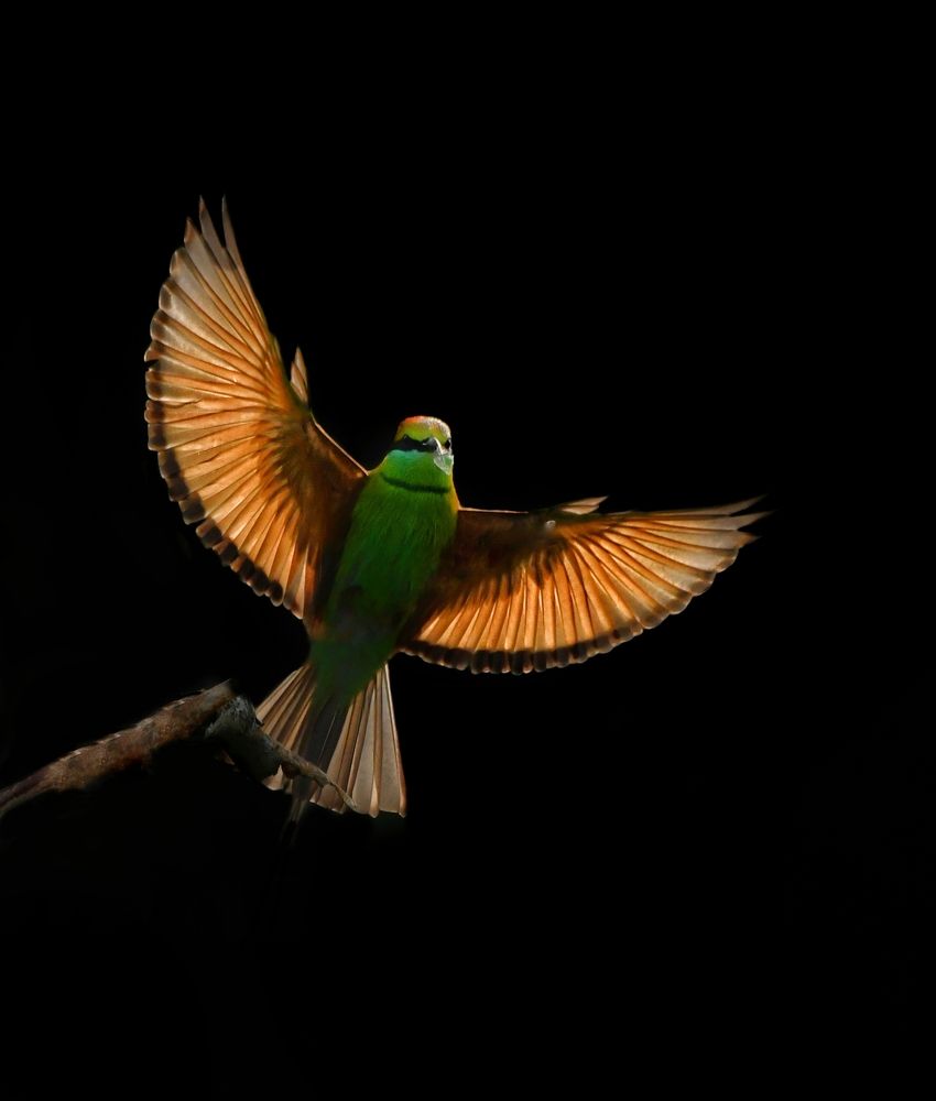 Photograph by George S George