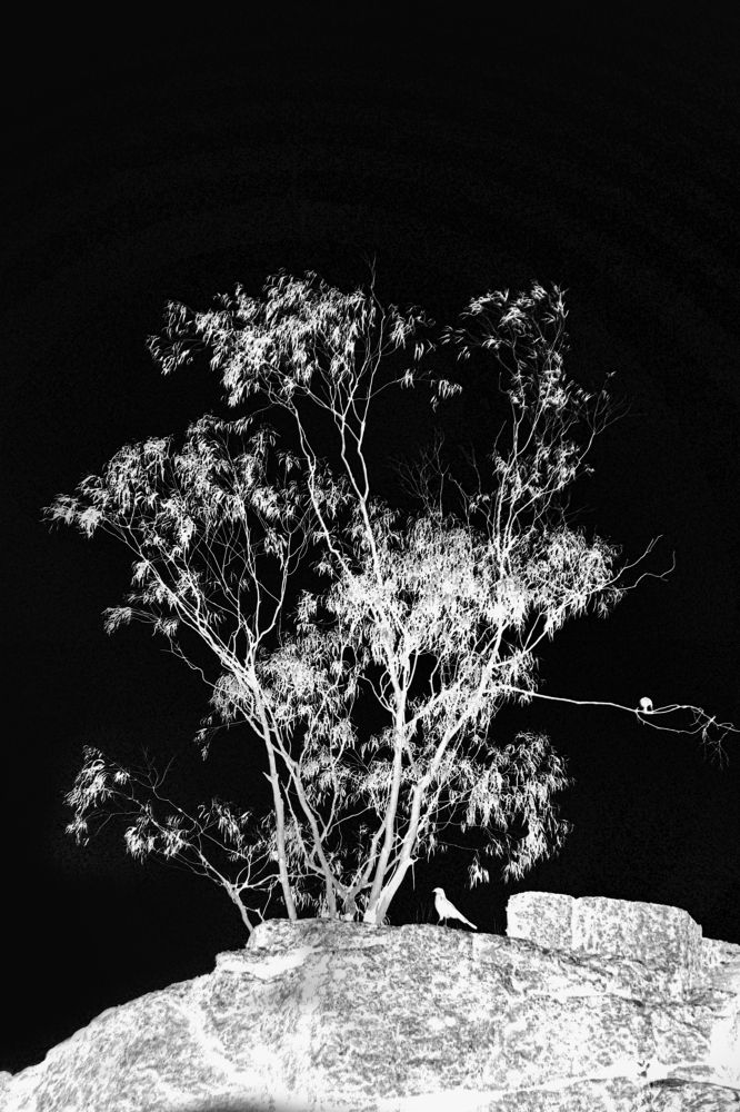 Photograph by Nelly Rond