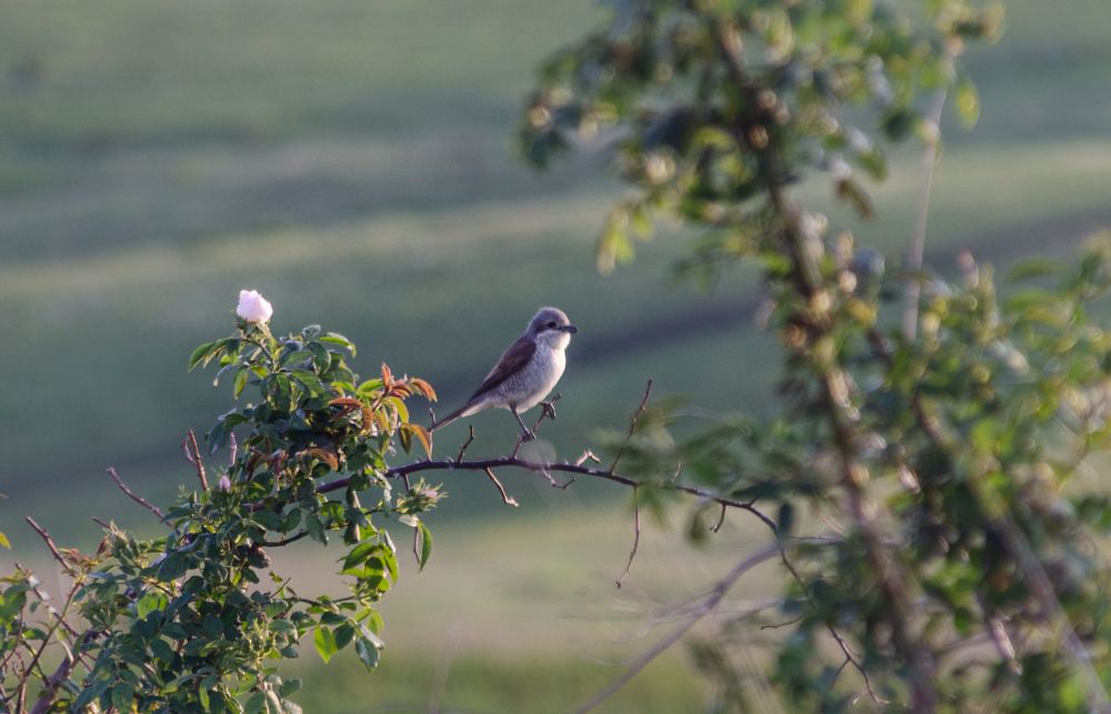 Photograph by Иван Достовалов