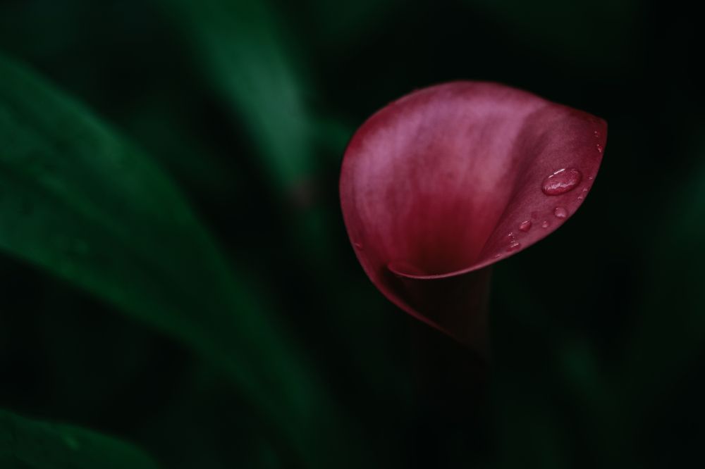 Photograph by Юлия Фомина