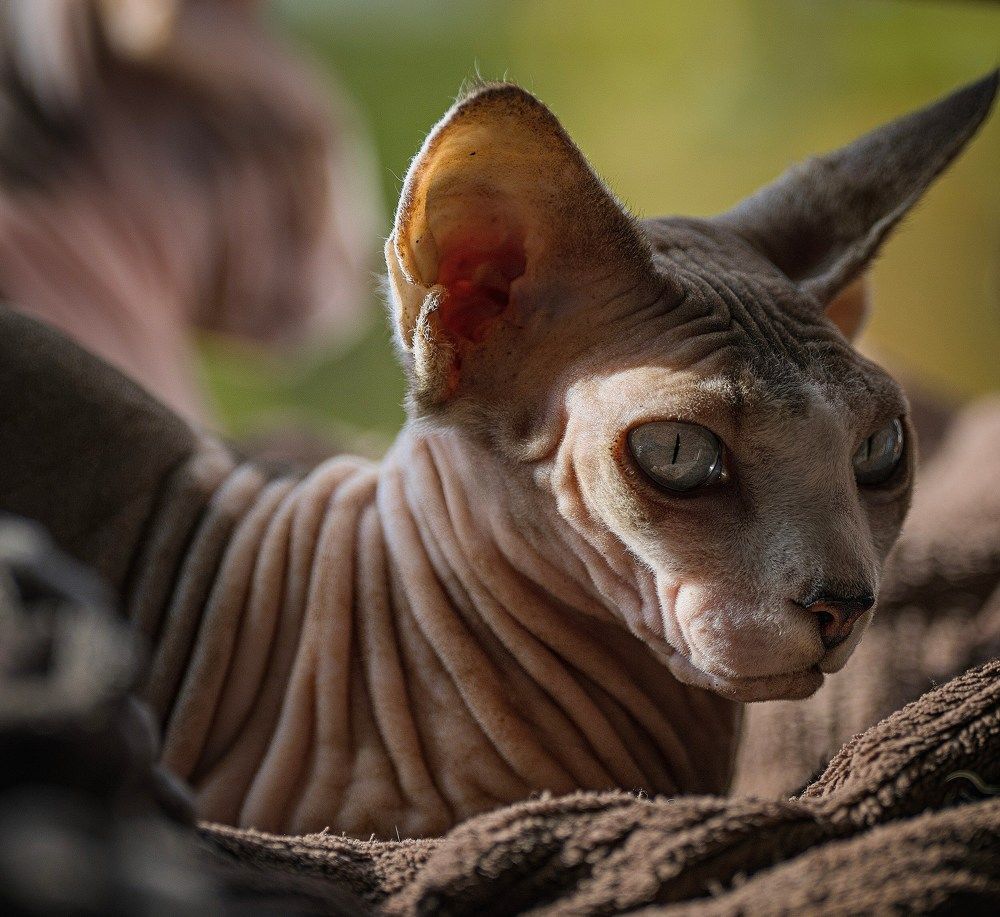 Фотография автора Lukin Igor