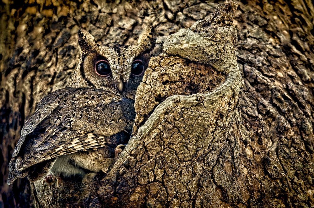 Photograph by Zayed Sanim