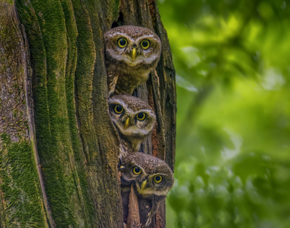 The Three Musketeers