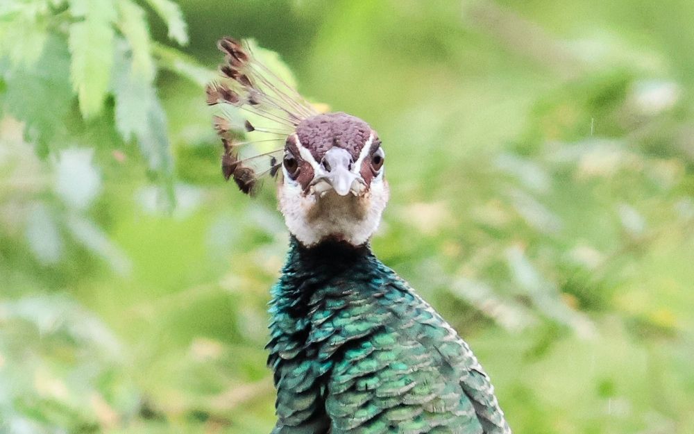 Photograph by Praveen Sampath