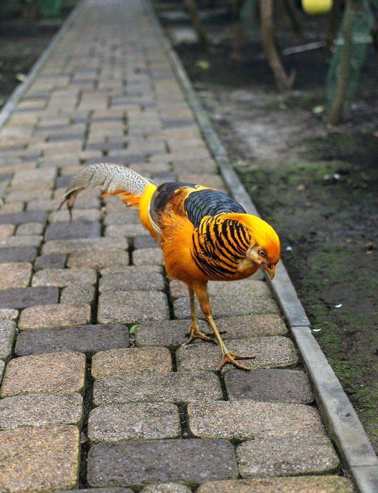 Photograph by AlexaL