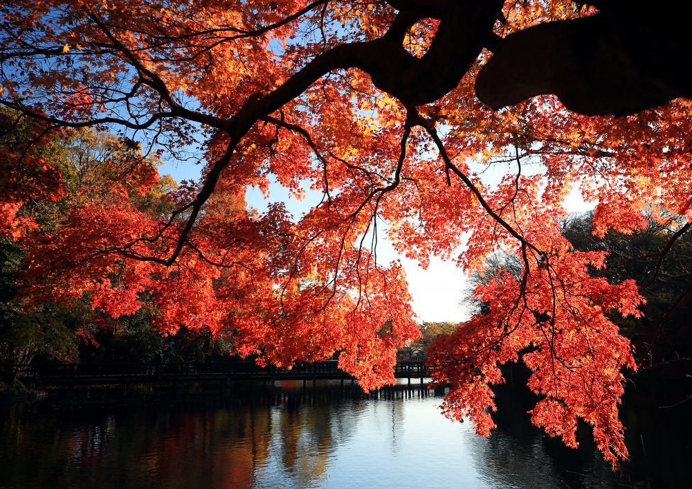 Фотография автора Nikolay Suglobov