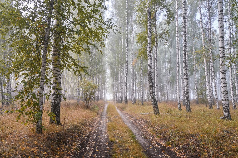 Бродил туман в березовой роще
