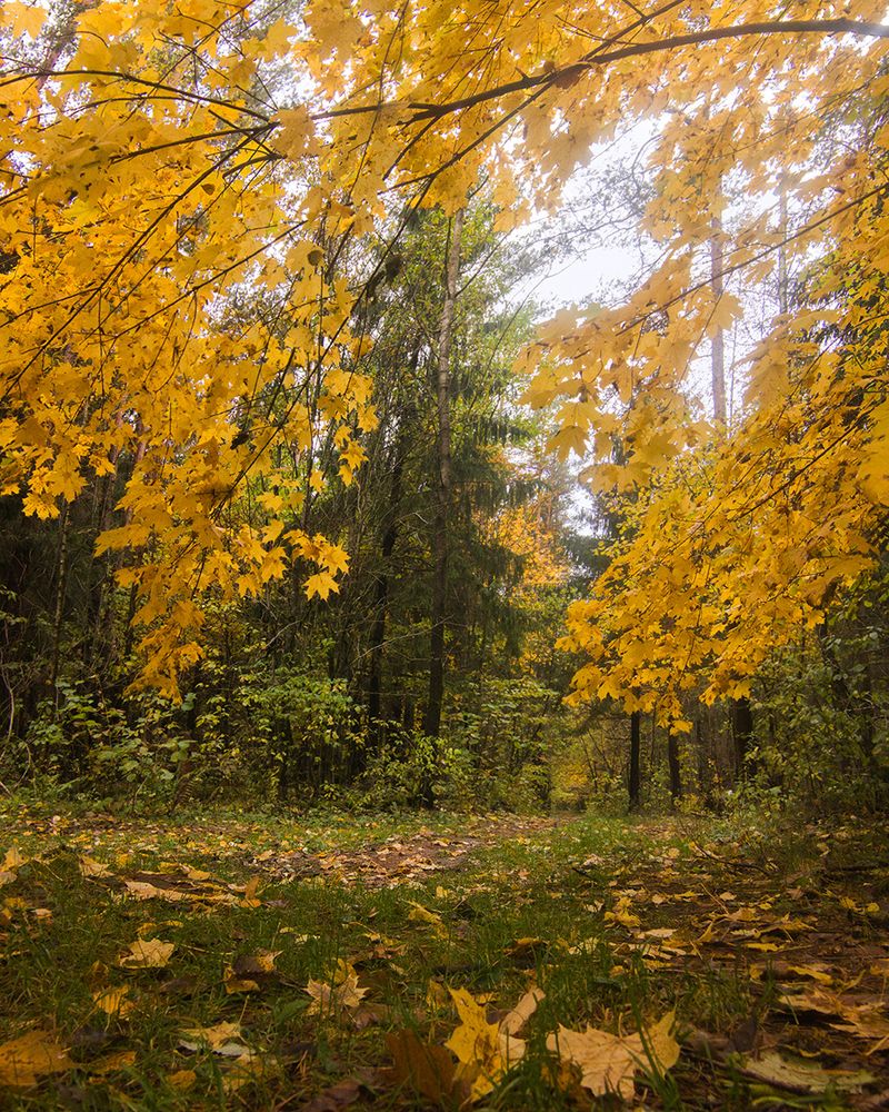 Фотография автора Борис Журавлёв