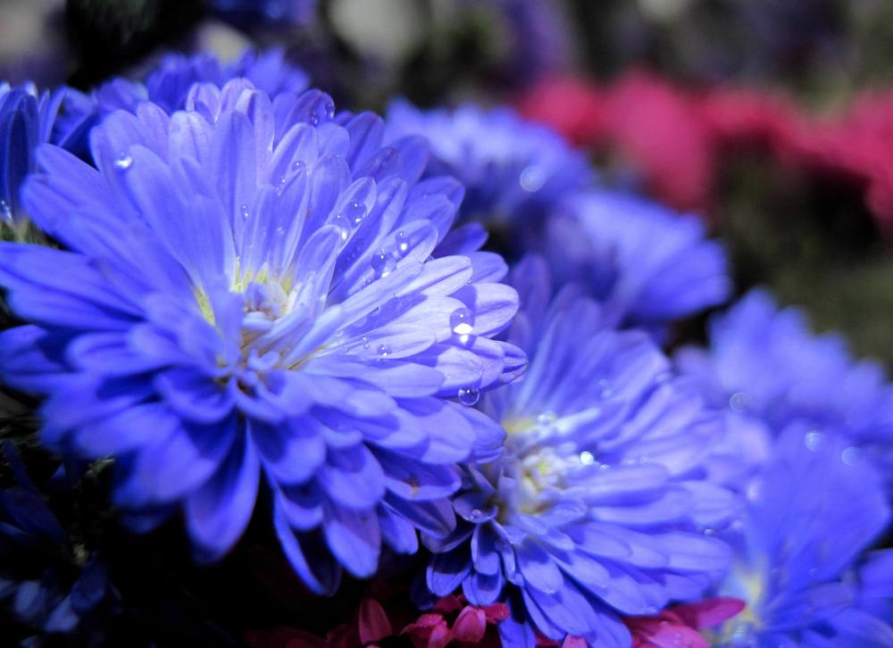 Photograph by Viktoriia Rusanova