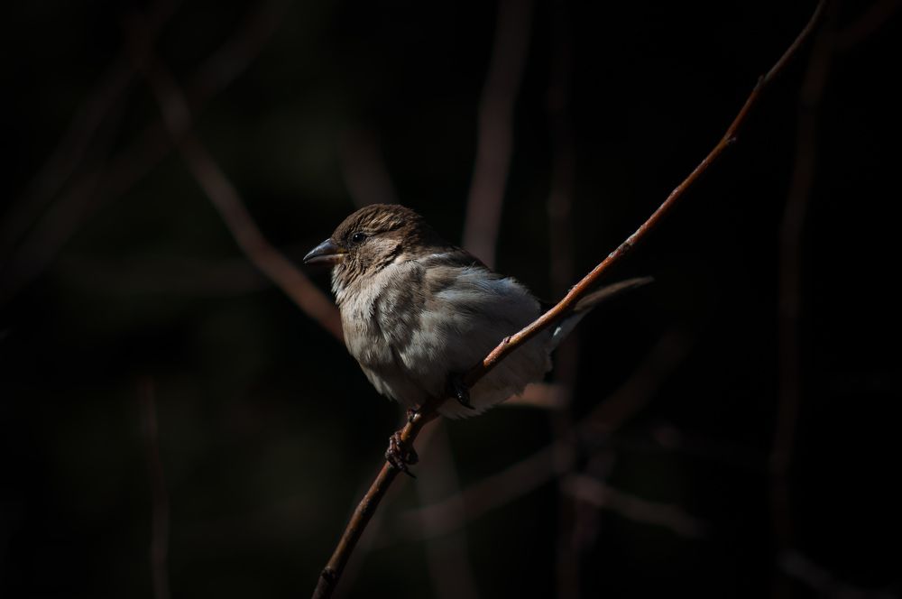 Photograph by Hamlet Loryan