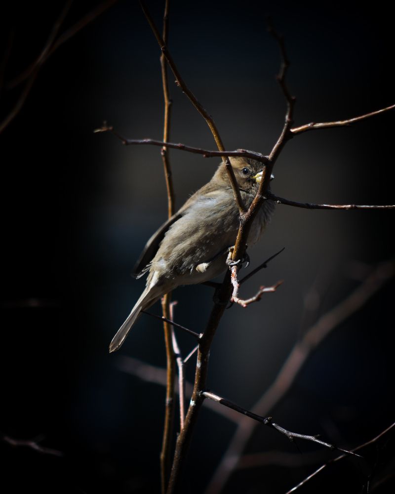 Photograph by Hamlet Loryan