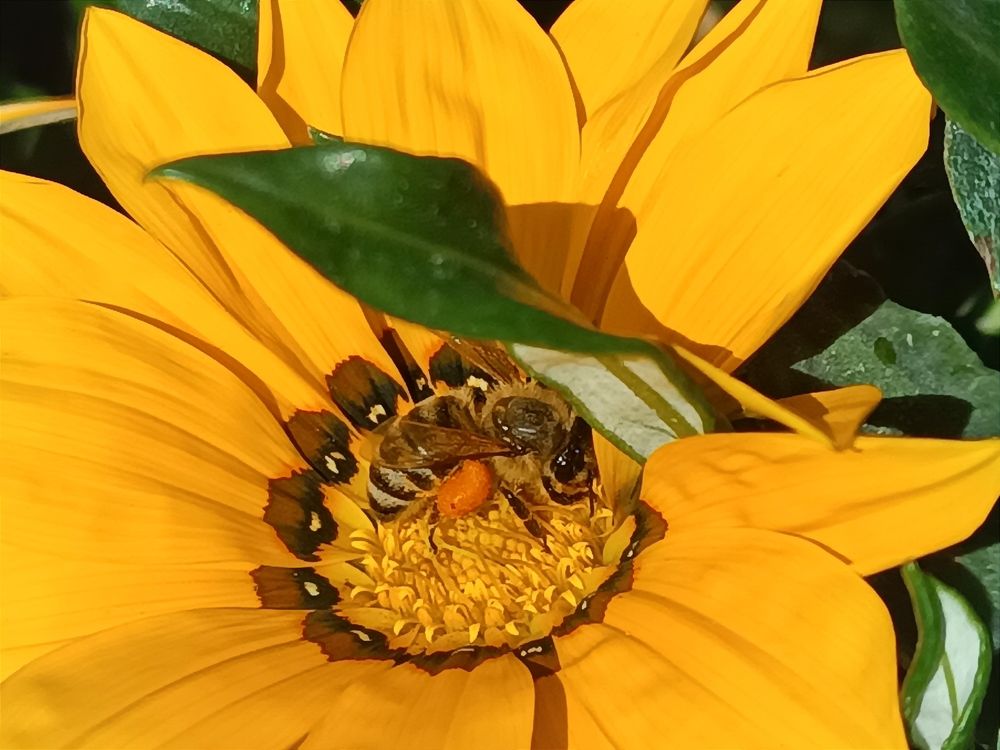 Пчёлка-труженица