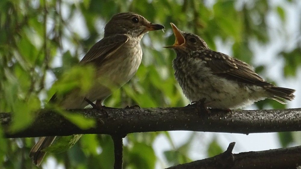 Мать и дитя