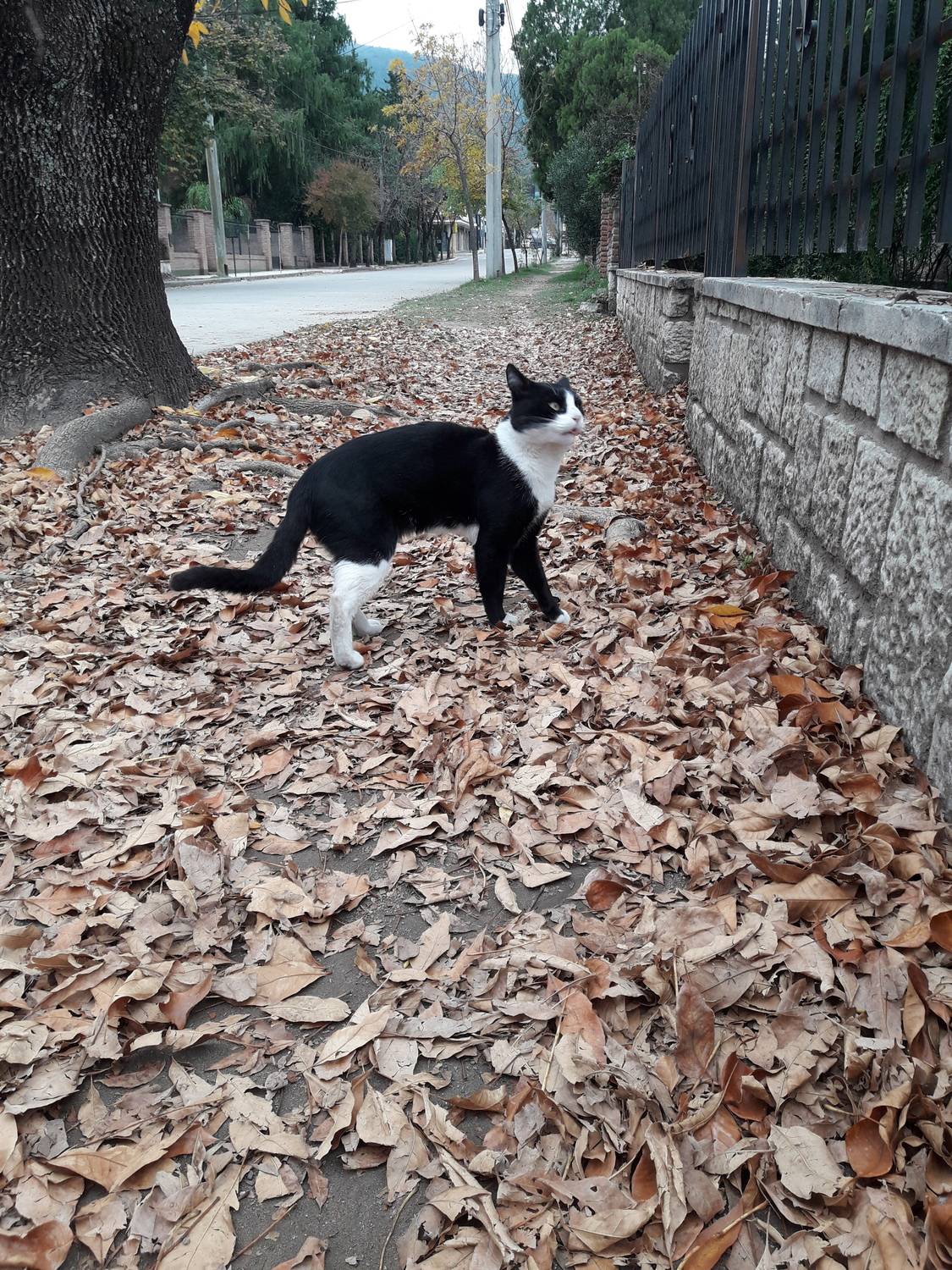 Photo #11154483