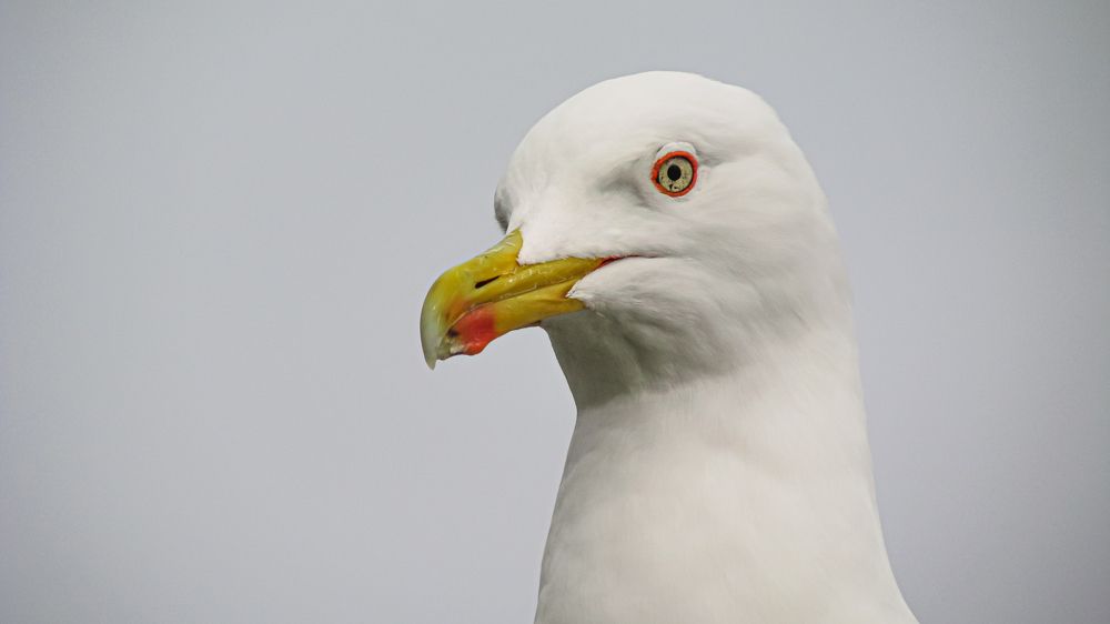 Фотография автора Александр Довганюк